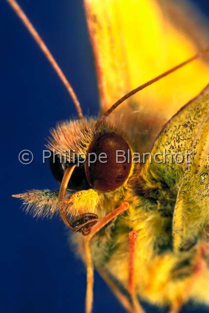 Colias croceus.JPG - in "Portraits d'insectes" ed. Seuil, Colias croceus, Souci male, Clouded yellow, Lepidoptera, Pieridae, France